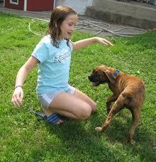 dog1 by Absolute K-9 Solutions