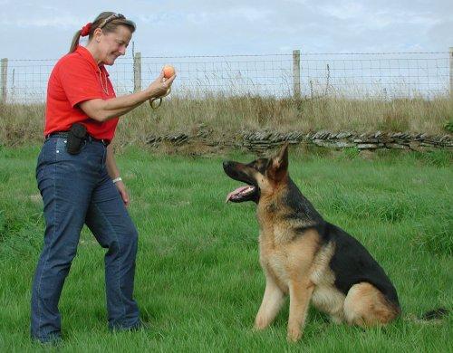 dog2 by Absolute K-9 Solutions