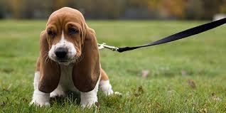 dog5 by Absolute K-9 Solutions