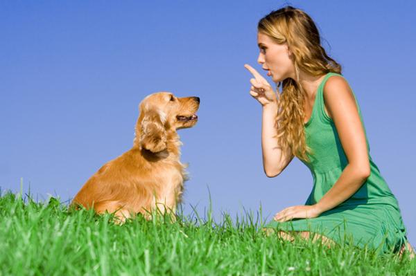 dog6 by Absolute K-9 Solutions