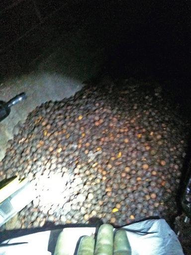 A squirrel used a dryer vent to store its winter cache of nuts, completely blocking the vent operation. Approximately 60 lbs of nuts was removed from this vent. by Dryer Vent Wizard of the Treasure Coast
