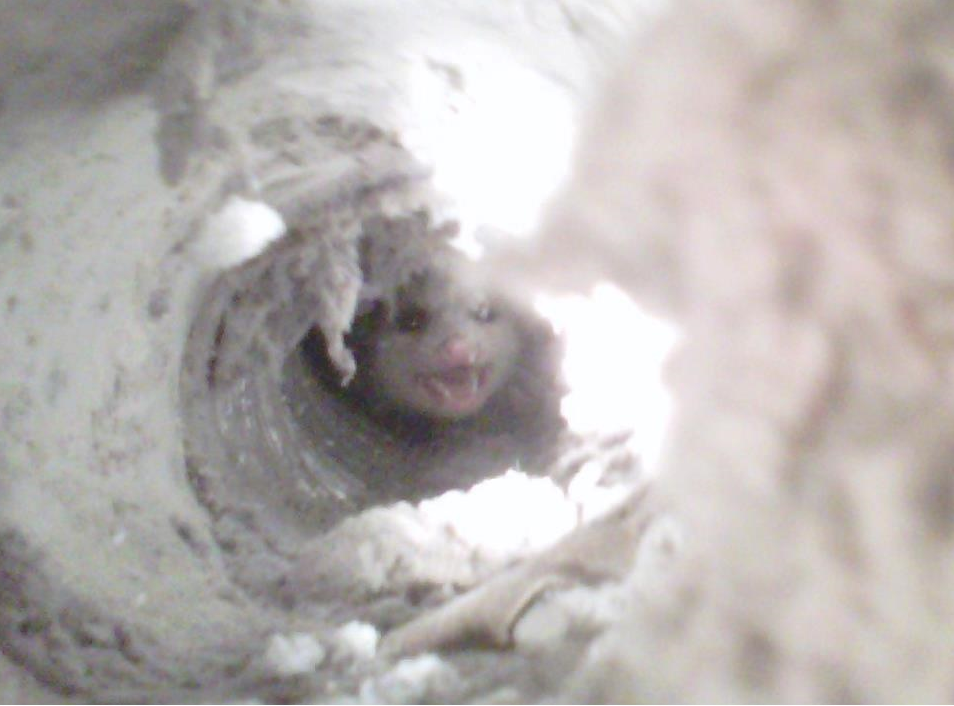 This possum was stuck inside the vent because of a damaged vent cover. by Dryer Vent Wizard of the Treasure Coast