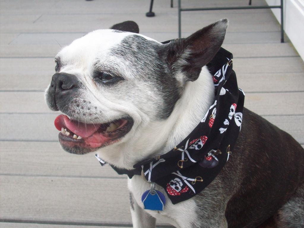  by Buster Brown's Dog Bandanas