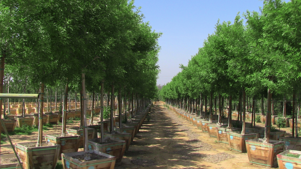 Pictures For Tex Trees Nurseries In Spring Tx 77388 Gardening Palm Trees In Spring Tx