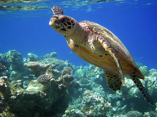 sea-turtle-maldives-scuba by Rapture of the Deep Diving