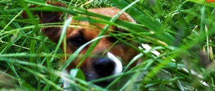 pet1 by One for All - Lawn & Home Care