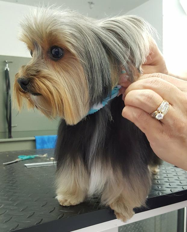 Map and Directions to Fancy Pets Mobile Pet Grooming, LLC in Fort ...