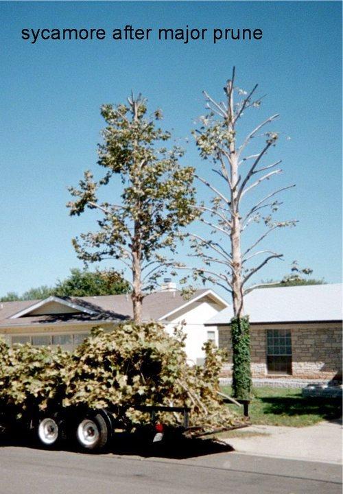  by Pickled Tree Service
