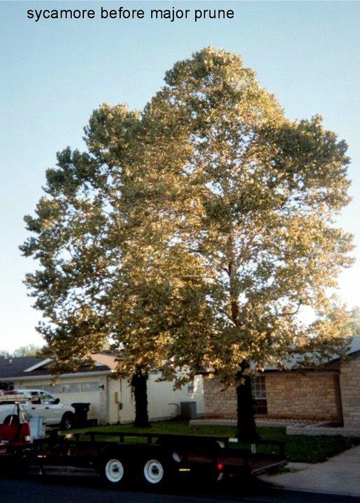  by Pickled Tree Service