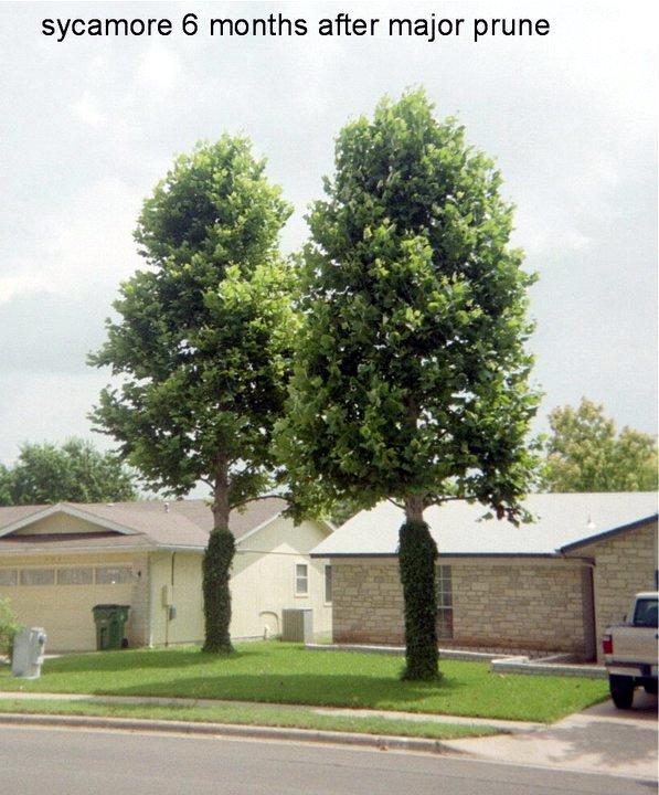  by Pickled Tree Service