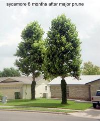 Pickled Tree Service