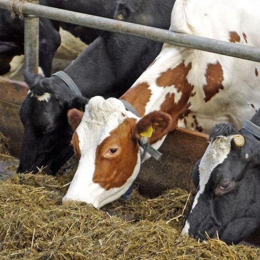 Yuma Feed & Livestock Supply Yuma AZ 85365 9283444940