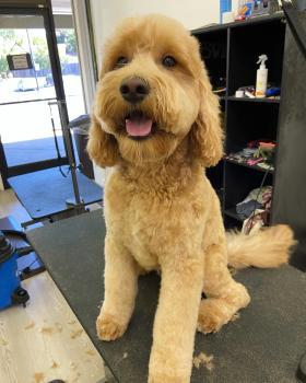  by Hound Lounge - Daycare and Grooming
