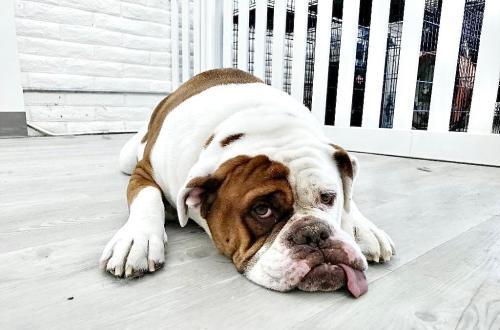  by Hound Lounge - Daycare and Grooming
