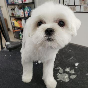  by Hound Lounge - Daycare and Grooming