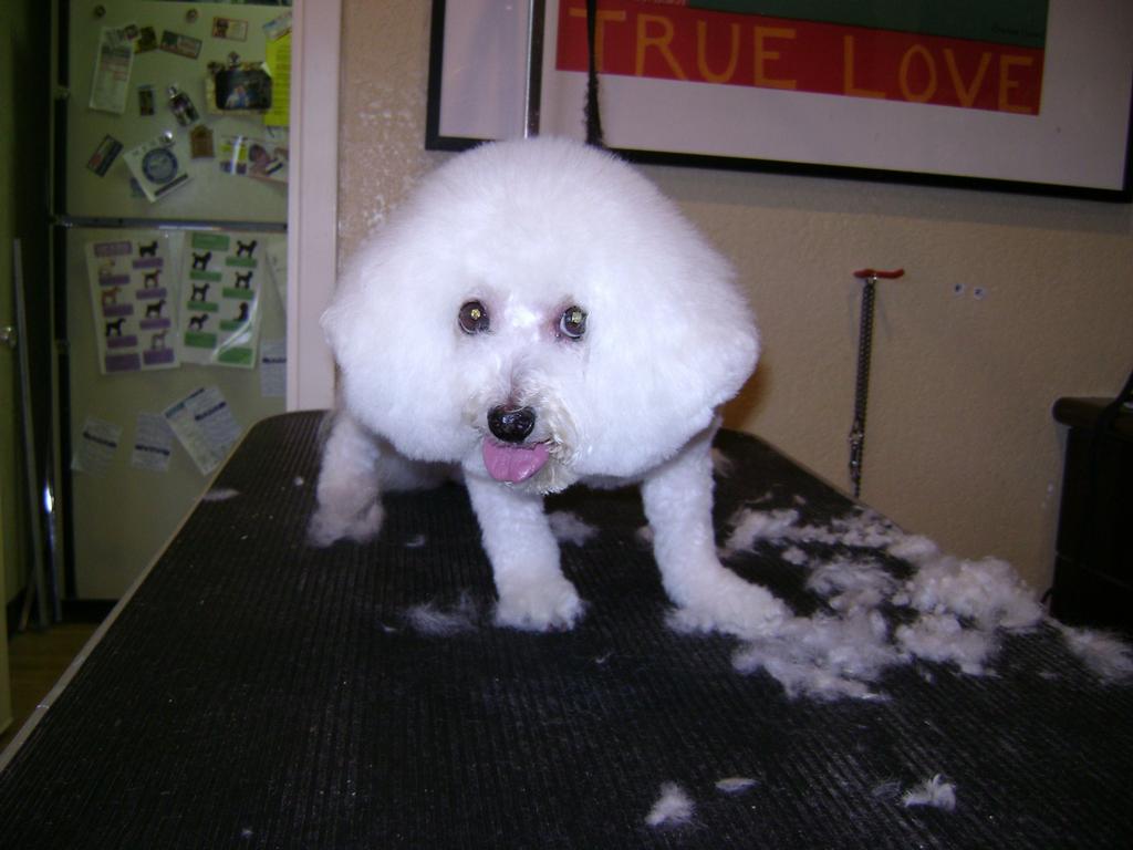 Pictures for Trim Time Pet Grooming in Mesa, AZ 85201 Dog Grooming