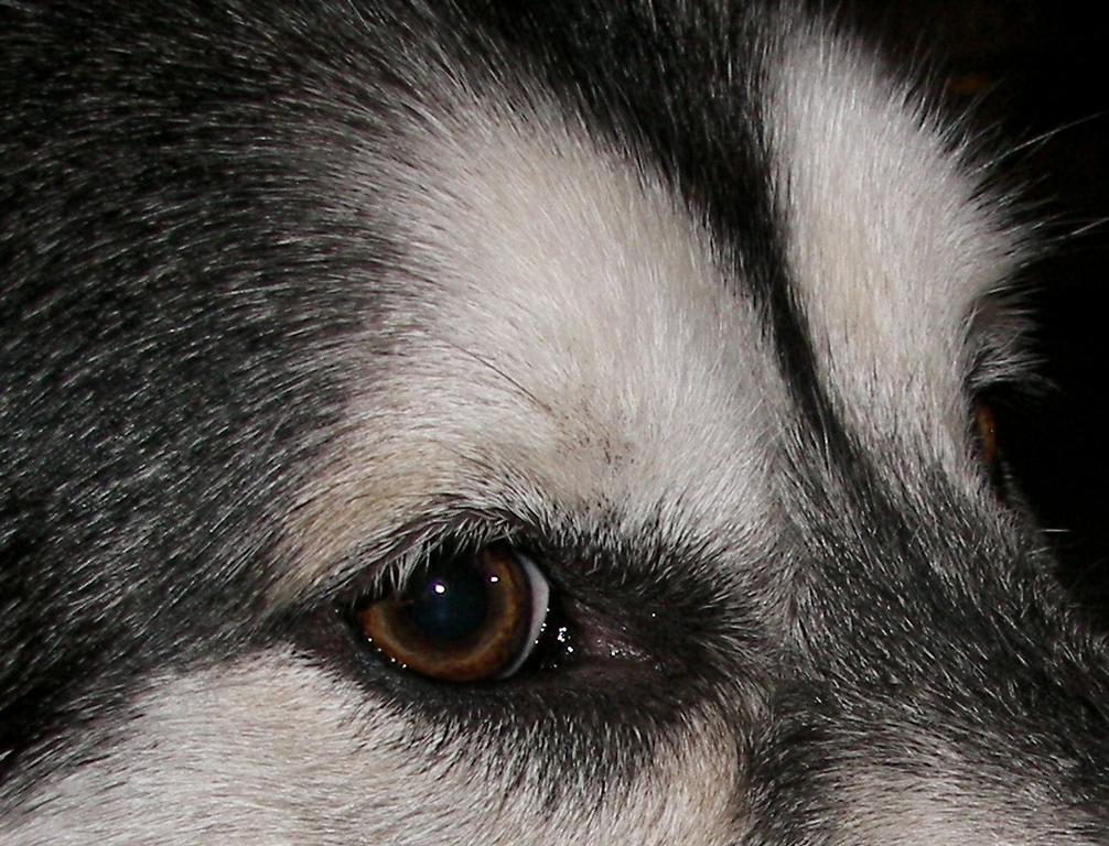 Head Husky/Skoras Barber Styling Shop Storrs Mansfield CT 06268 860