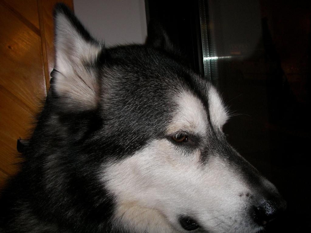 Head Husky/Skoras Barber Styling Shop Storrs Mansfield CT 06268 860