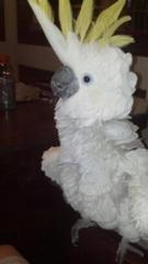 Friends Fur Life Pet Sitting Services