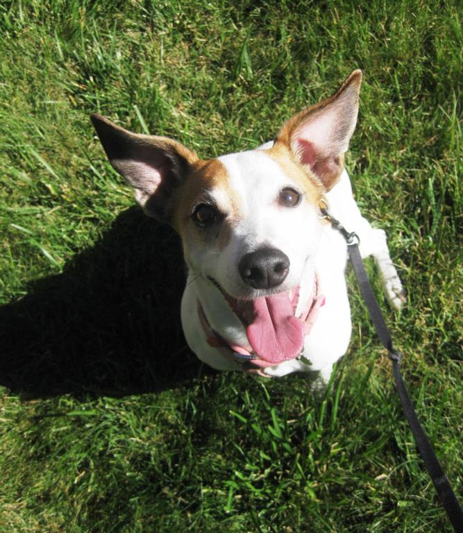 Lucky Buddy Petcare