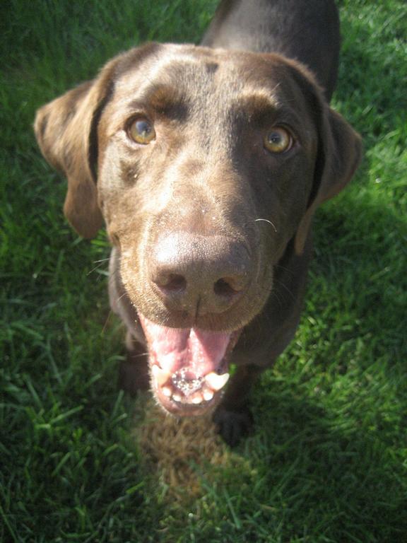 Lucky Buddy Petcare