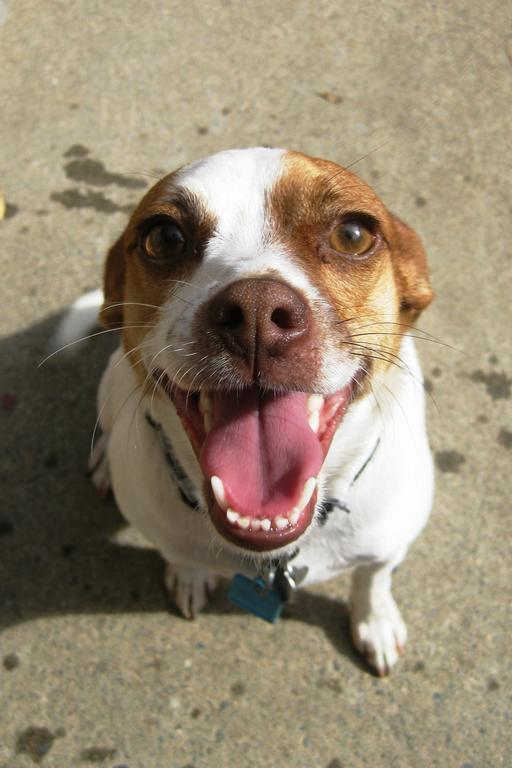 Lucky Buddy Petcare