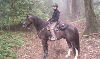 The Majestic Rider