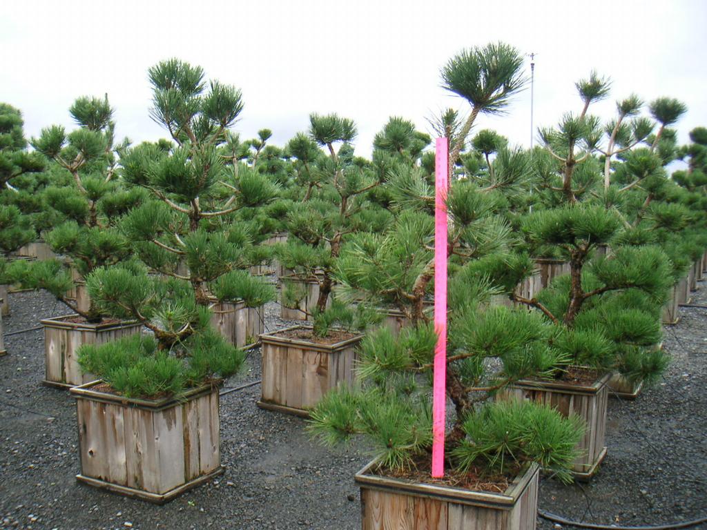 Pinus thunbergii var. corticosa 'Hakuho' from Hickory Hollow Nursery and Garden Center in Tuxedo