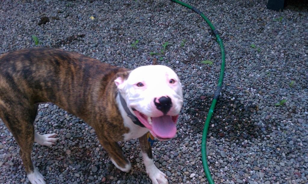 Paws on the beach dog walking