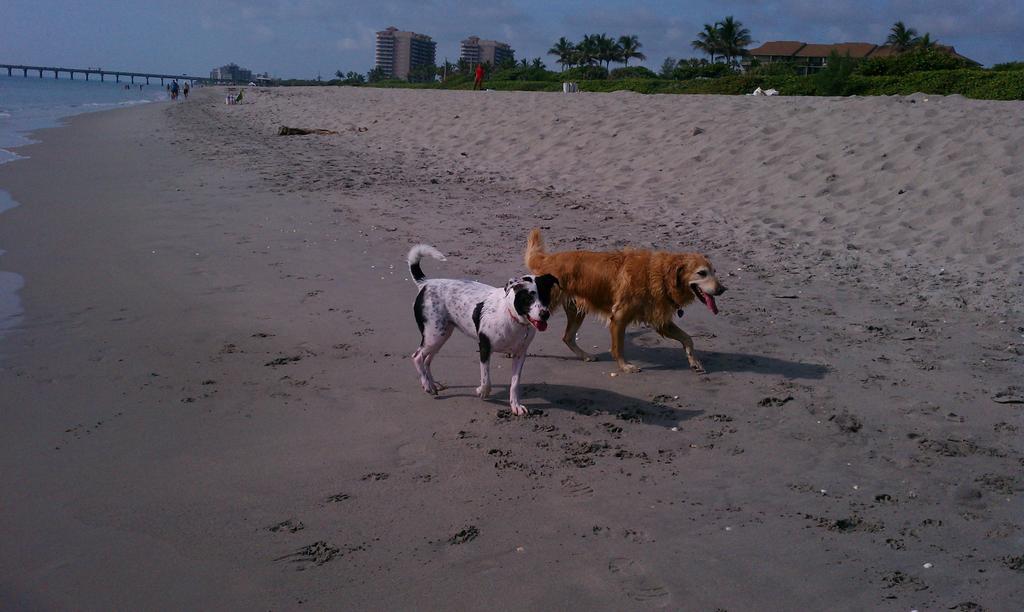 Paws on the beach dog walking