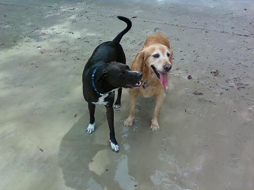 Paws on the beach dog walking