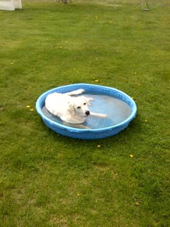  by Clark's Canine Camp