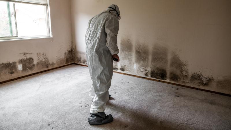 If you've uncovered mold growth in your Naples home, allow our certified specialists to fully remove it. by Expert Restoration Construction
