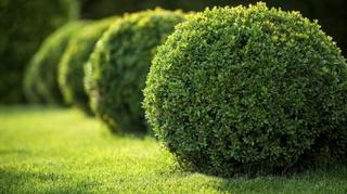 ABC Lawn