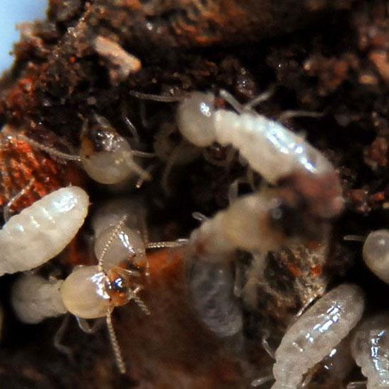  by Target Pest Control