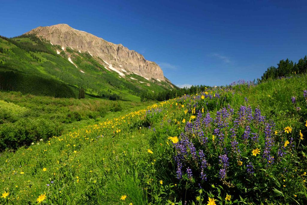 _Gothic_Lupine_2945 by Jamit Publishing / Bill Bonebrake Photography