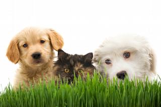 All Tails Rescue