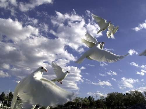 white birds unlimited arvada co 80002 303 422 3683 white birds unlimited arvada co 80002 303 422 3683