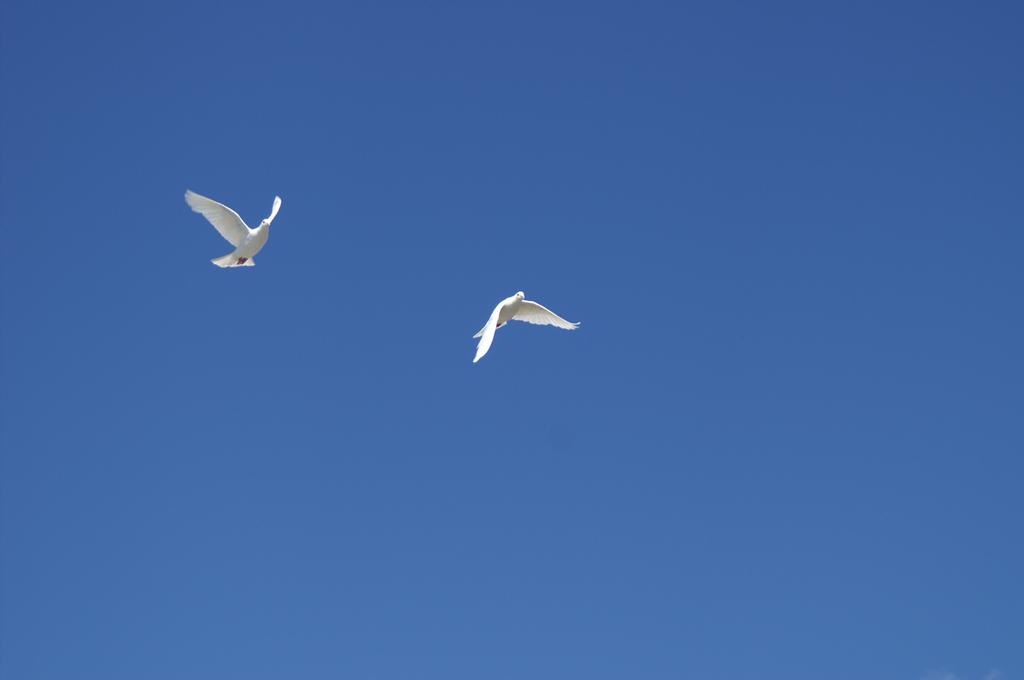 white birds unlimited arvada co 80002 303 422 3683 white birds unlimited arvada co 80002 303 422 3683