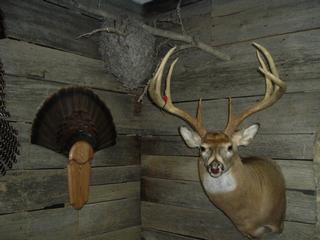 Four Seasons Taxidermy