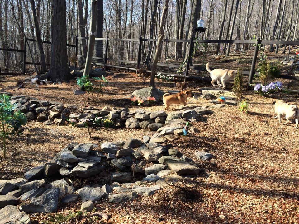 Pawsitively Petastic, LLC