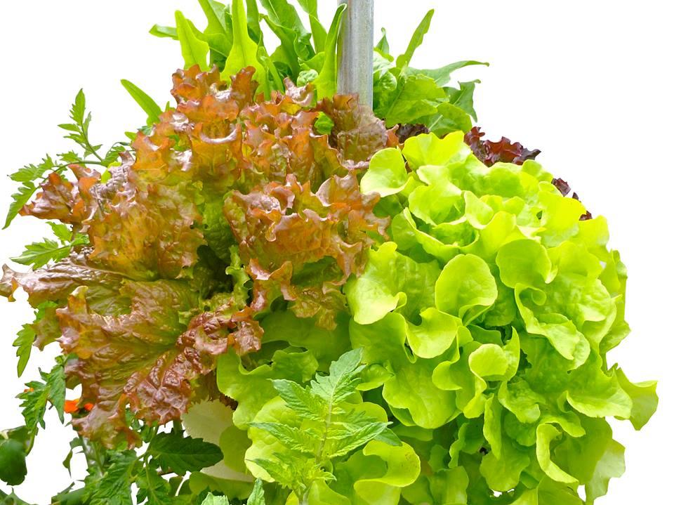  by Mighty Fine Gardens