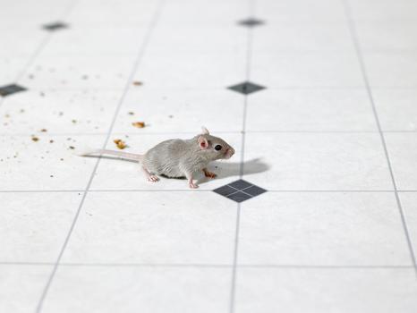  by Environmental Pest Control