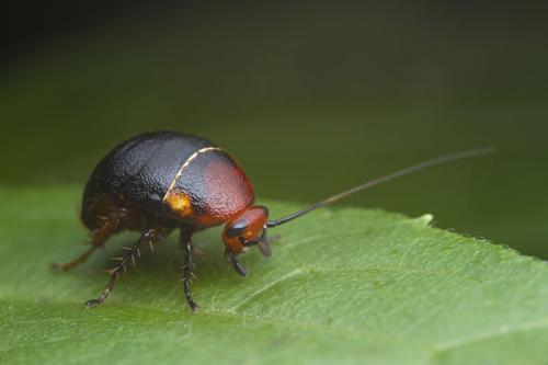  by Environmental Pest Control