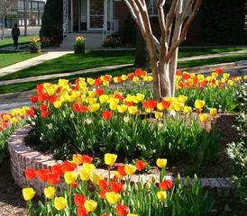 Jasmine's Pristine Landscaping