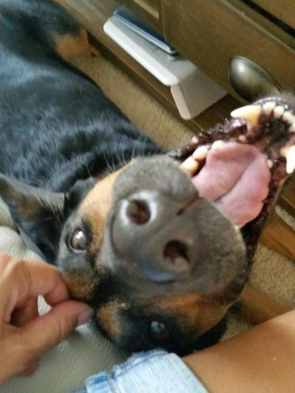  by Furbabies Home Pet Care