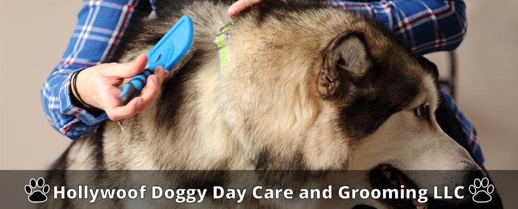 Hollywoof Doggy Day Care and Grooming LLC