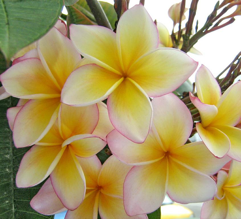 kealanis plumeria by Kealani Health