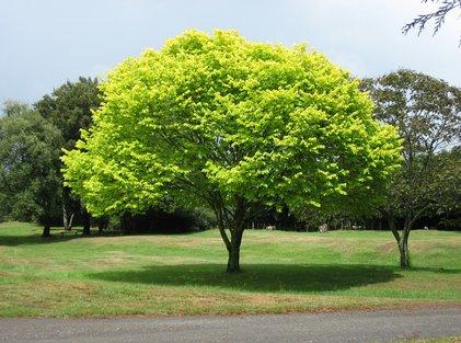  by Hutto Tree and Lawn Services