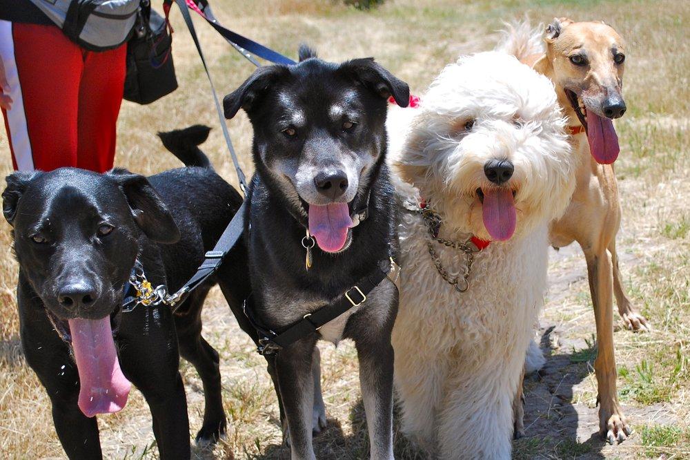 Happy Go Lucky Pet Care